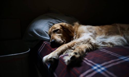 Dog with Sleeping problems