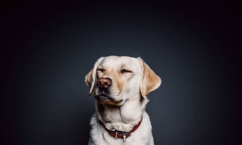 Dog With Ticks