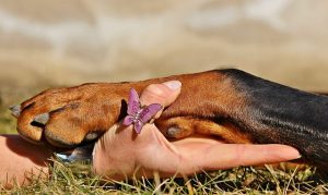 A Dogs Paw