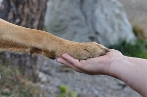 why dog puts paw on you