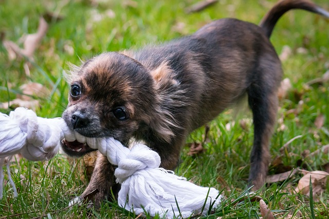 Dog Toy for Heavy Chewers