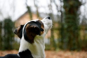  Hund schaut nach oben