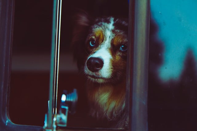 Can dogs take buses?
