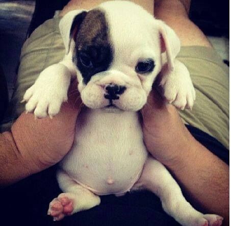 Dog Belly Button