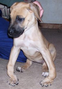 Dog Front Paw Knuckling Under What Is It Diagnosis And Treatment Jug Dog Blog