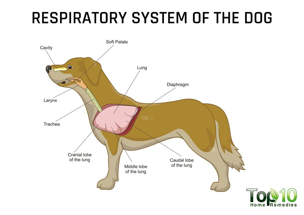 Dog Respiratory System