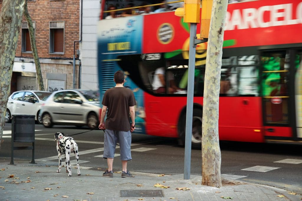 Dog and owner waiting for bus