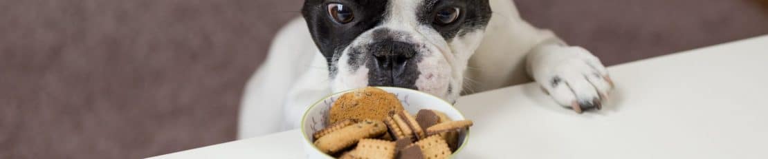 Picking The Best Food Type For Your Dog cover