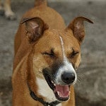 a dog sneezing