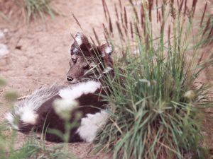 fox and Foxtails