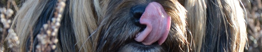 My dog keeps smacking his lips
