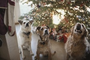 Christmas Dogs