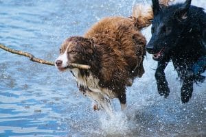 Dog Playing in Water