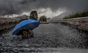 Dog Walking in the rain