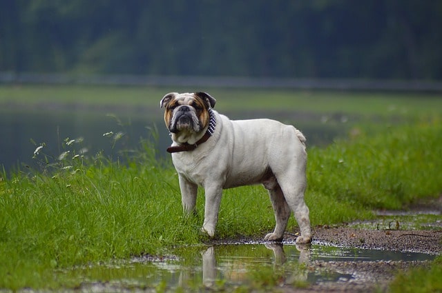 Dog in the rain