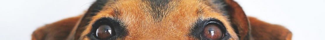 Erections In Dogs After Neutering - Everthing You Need To Know