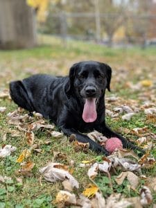 do labradors sweat