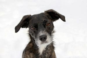 Dog grit
