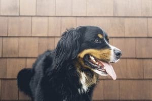 How Do Dogs Sweat