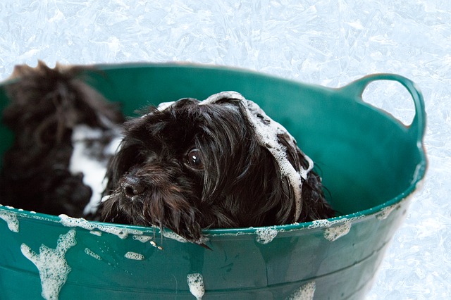 How do you give a dog a bath at home? cover