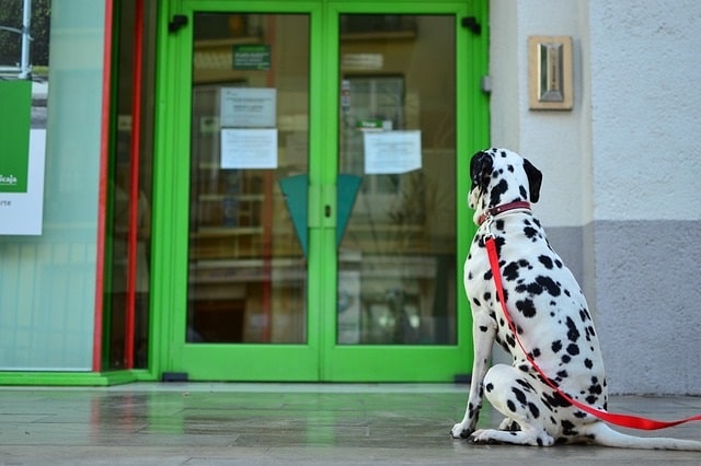 4 Tips To Installing An Electronic Dog Door Jug Dog