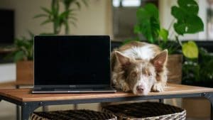 Can dogs watch and understand television?