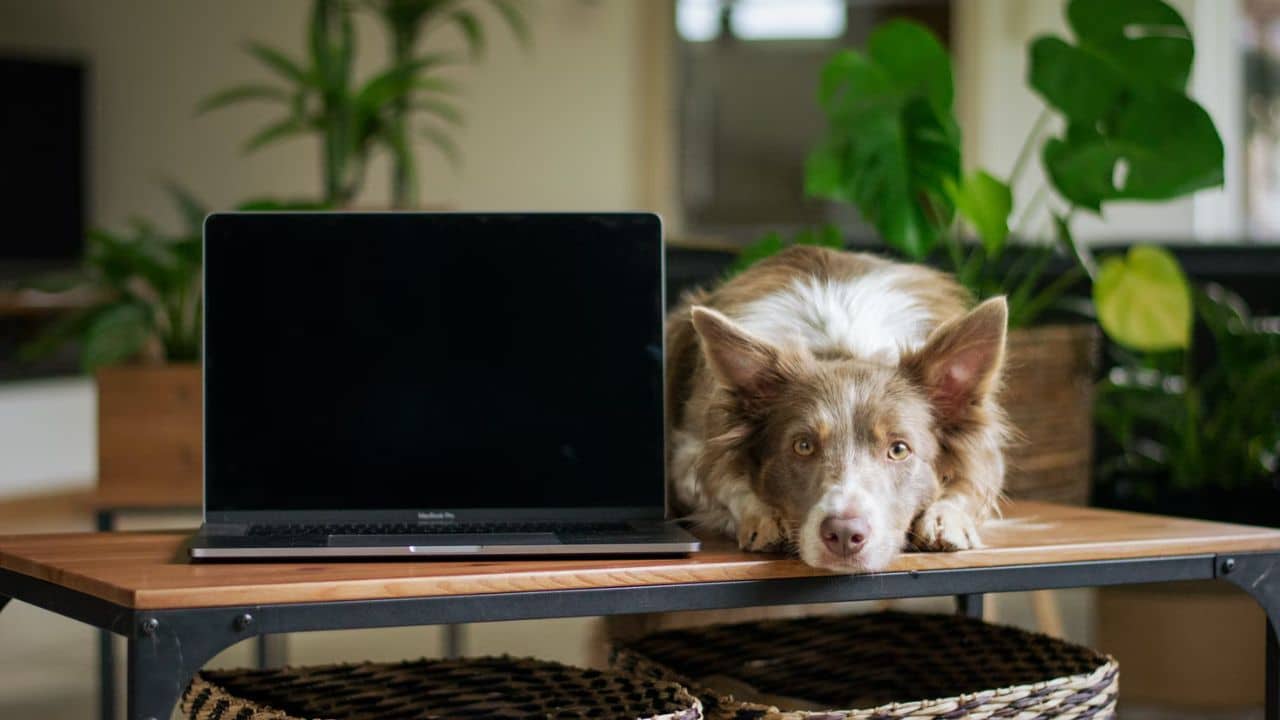 Can dogs watch and understand television? cover