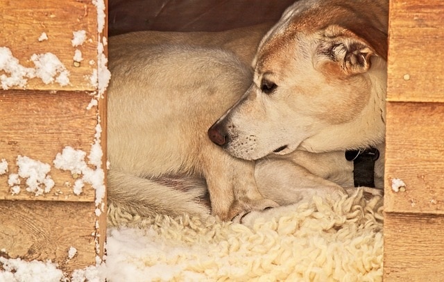 warm dog houses