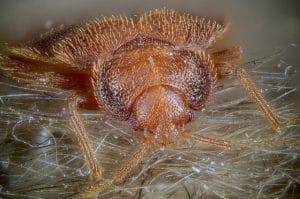 Cimex lectularius