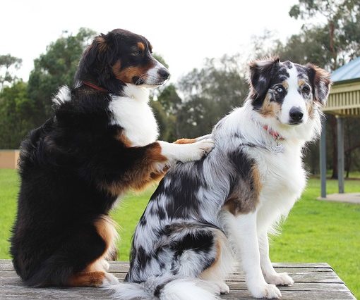 Can I Give My Dog Paracetamol >> Dog Sleep Aids | Can I Give My Dog Sleeping Pills? | Jug Dog Can I Give My Dog Paracetamol >> Dog Sleep Aids | Can I Give My Dog Sleeping Pills? | Jug Dog
