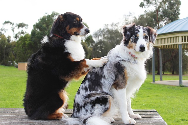 Best Dog Worm Treatment cover