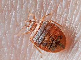 Dog Bed Bugs cover