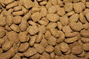 Is dog food important?