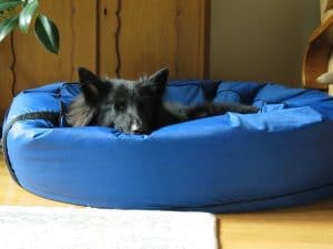 Best Waterproof Dog Beds in UK (2023, UPDATED)