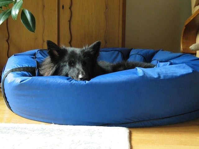 Best Waterproof Dog Beds in UK (2023, UPDATED) cover