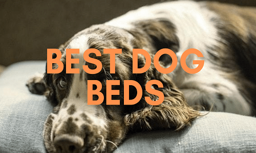 Best Dog Beds UK cover