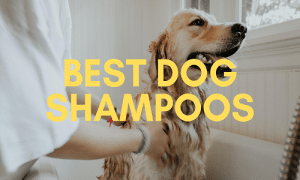Best Dog Shampoo UK
