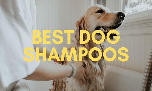 best dog shampoo uk