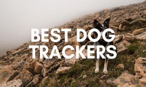Best Dog Tracker