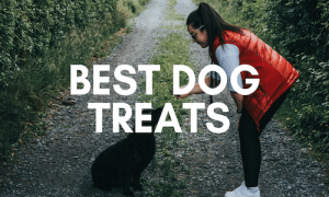 A Beginner’s Guide to Best Dog Treats UK (2023)