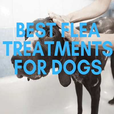 Best Flea Treatment For Dogs UK cover