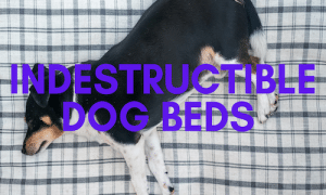 Indestructible Dog Beds