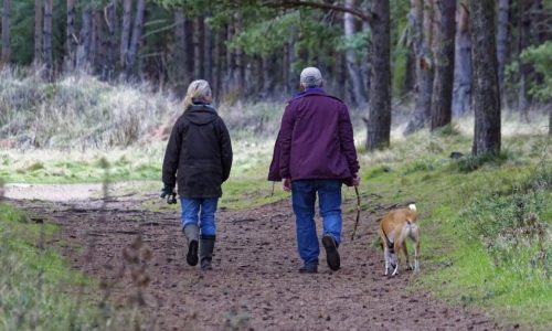 off the lead dog walks