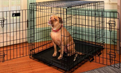 where is the best place to put a dog crate