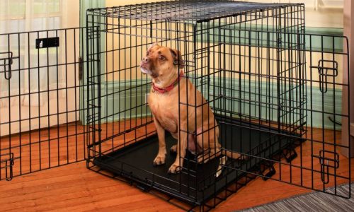 UK Dog Blog Product Guides And Expert Articles
