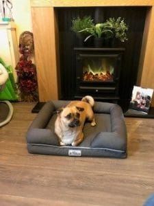 Pet Fusion Memory Foam Dog Bed Review