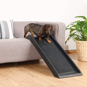 How to train your dog to use a ramp?