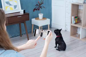 How to choose and set up a new puppy camera at your home? cover