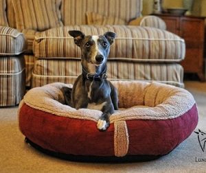 Wolfybeds Luxury Dog Bed 1