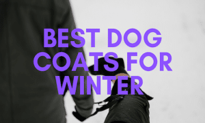 Best Dog Coats For Winter